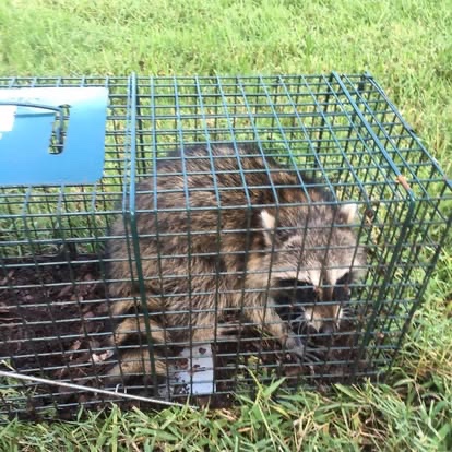 A raccoon inside a green wire live trap on the grass.