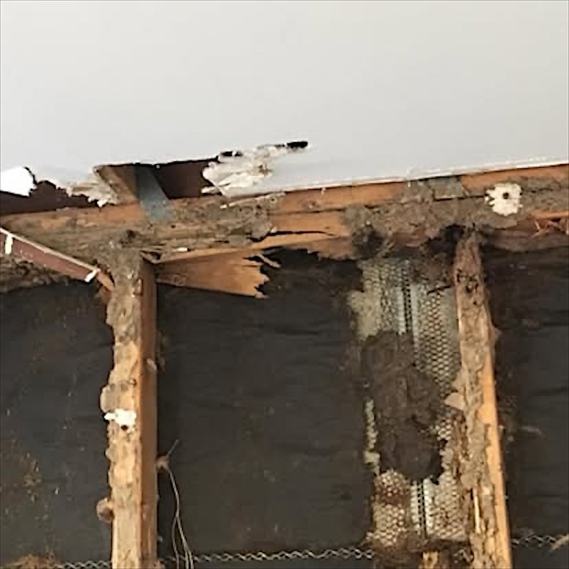 Termite damage and mud along the top of an opened wall, just under the ceiling.