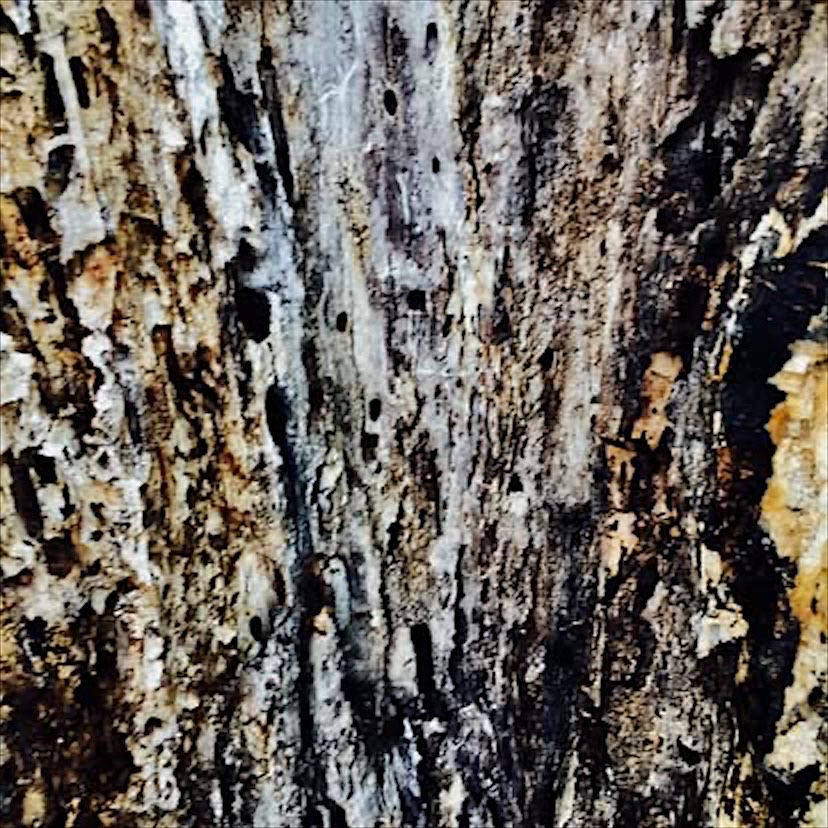 Close-up of weathered wood riddled with small holes and dark tunnels.
